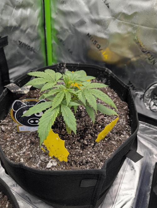 New tent setup 1st run. Week 3