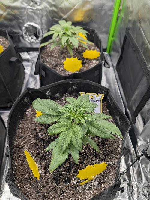 New tent setup 1st run. Week 3