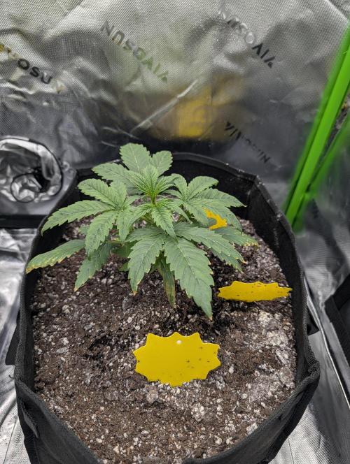 New tent setup 1st run. Week 3