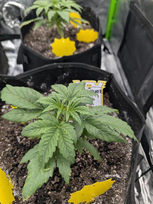 New tent setup 1st run. Week 3