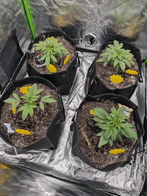 New tent setup 1st run. Week 3