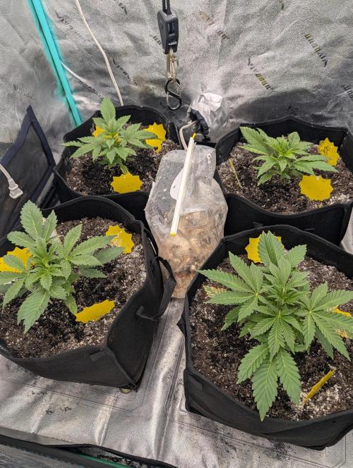 Milk & Qookie Smasher 1st run. Week 3