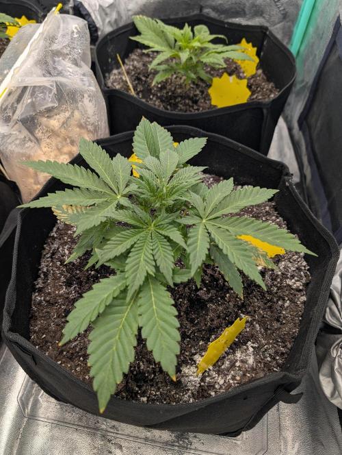 Milk & Qookie Smasher 1st run. Week 3