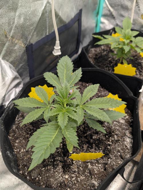 Milk & Qookie Smasher 1st run. Week 3