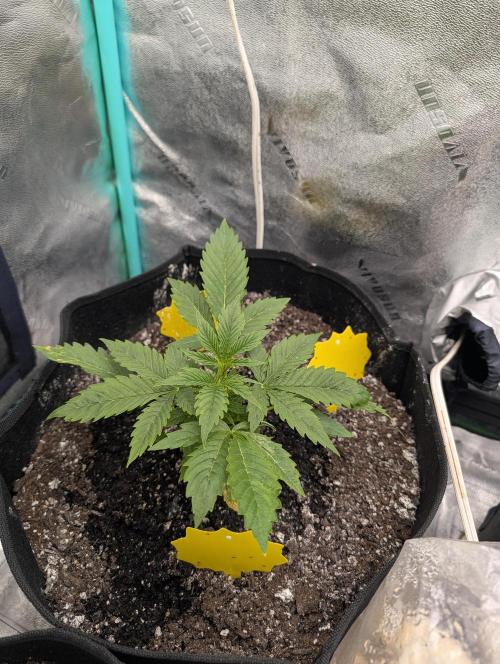 Milk & Qookie Smasher 1st run. Week 3