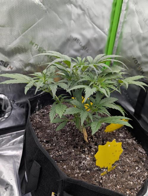 New tent setup 1st run. Week 4