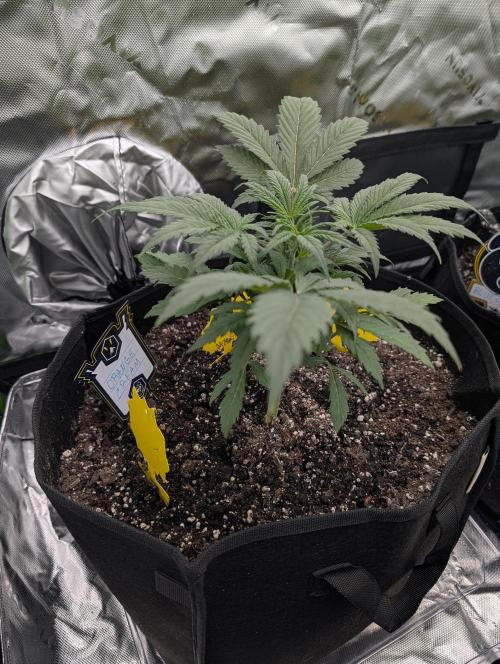 New tent setup 1st run. Week 4