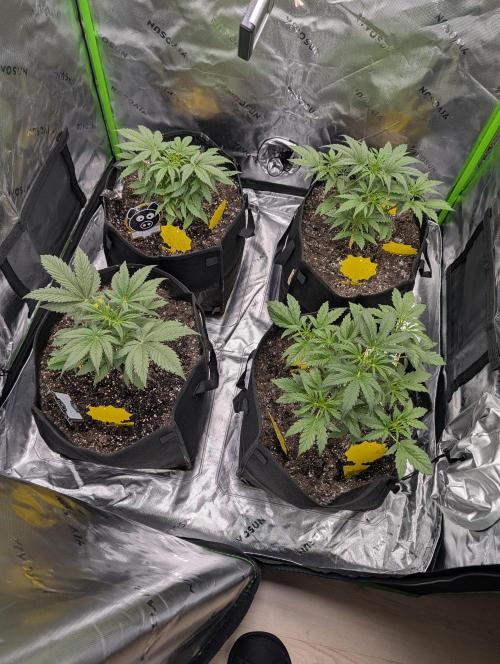 New tent setup 1st run. Week 4