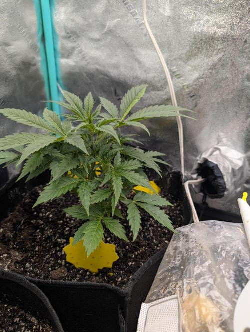 Milk & Qookie Smasher 1st run. Week 4