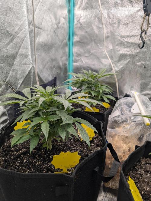 Milk & Qookie Smasher 1st run. Week 4