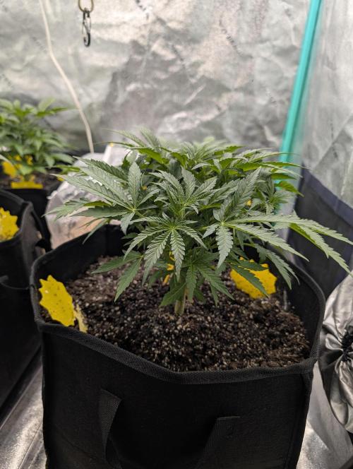 Milk & Qookie Smasher 1st run. Week 4