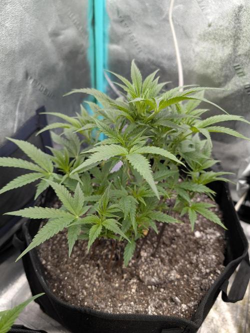 Milk & Qookie Smasher 1st run. Week 5