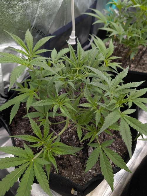 Milk & Qookie Smasher 1st run. Week 5