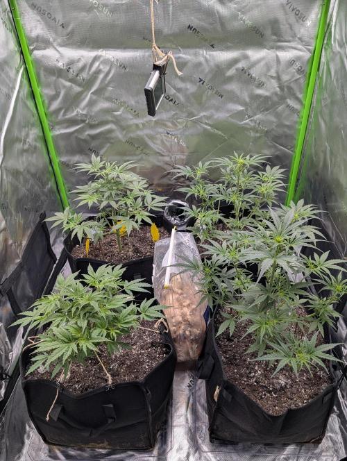 New tent setup 1st run. Week 5