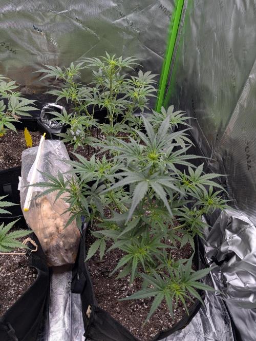 New tent setup 1st run. Week 5