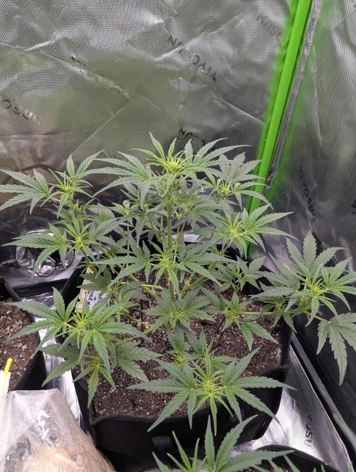 New tent setup 1st run. Week 5