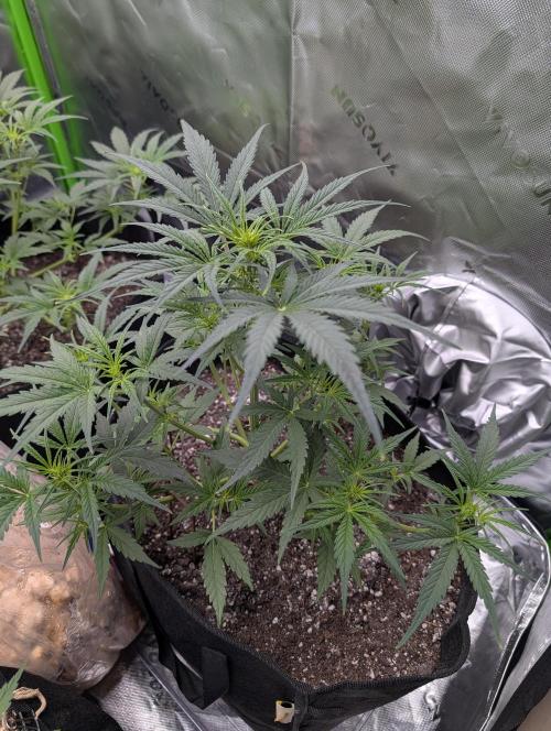 New tent setup 1st run. Week 5