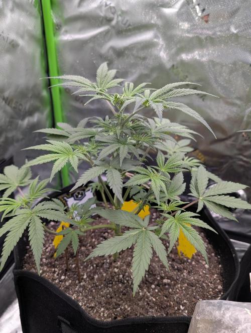 New tent setup 1st run. Week 5