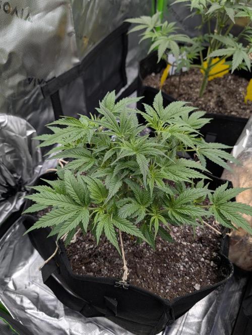 New tent setup 1st run. Week 5