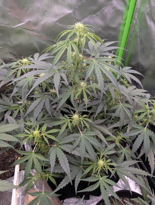 New tent setup 1st run. Week 6