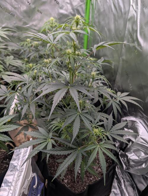 New tent setup 1st run. Week 6