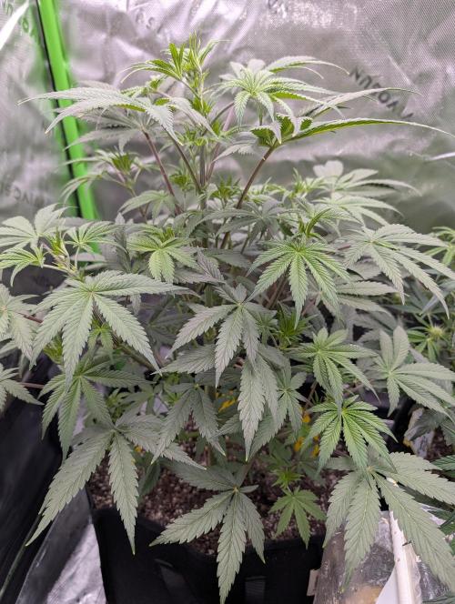 New tent setup 1st run. Week 6