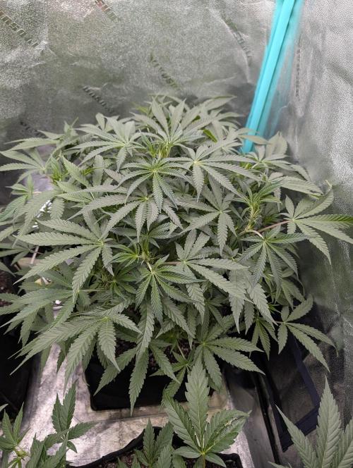 Milk & Qookie Smasher 1st run. Week 6