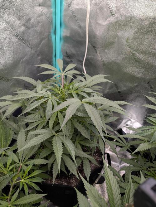 Milk & Qookie Smasher 1st run. Week 6