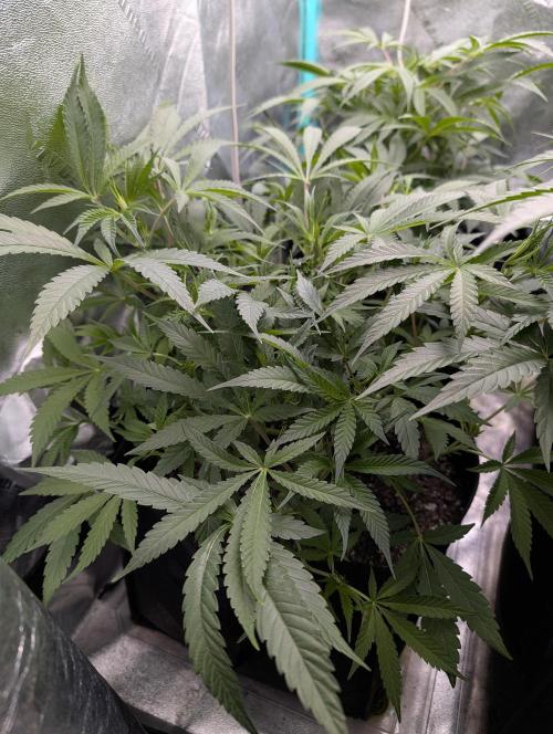 Milk & Qookie Smasher 1st run. Week 6