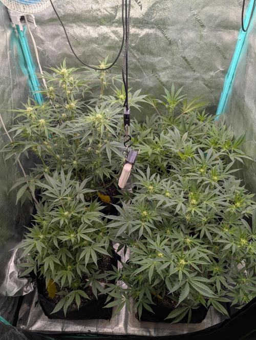 Milk & Qookie Smasher 1st run. Week 7