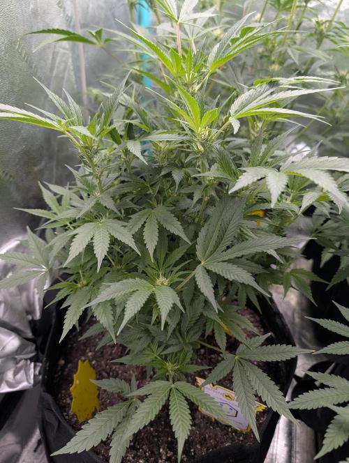 Milk & Qookie Smasher 1st run. Week 7
