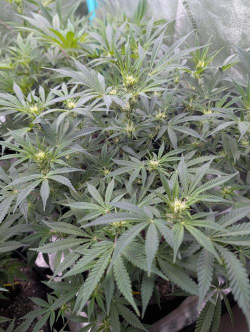 Milk & Qookie Smasher 1st run. Week 7