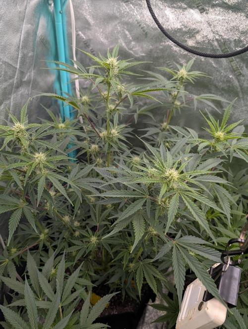 Milk & Qookie Smasher 1st run. Week 7