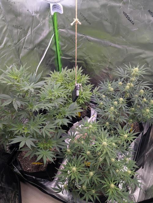 New tent setup 1st run. Week 7