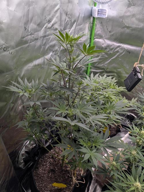 New tent setup 1st run. Week 7