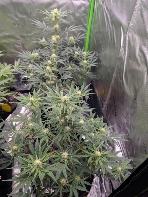 New tent setup 1st run. Week 7
