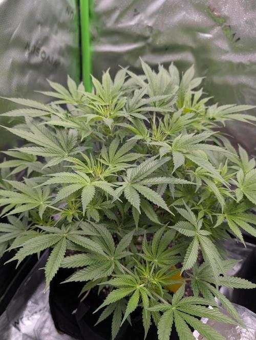 New tent setup 1st run. Week 7