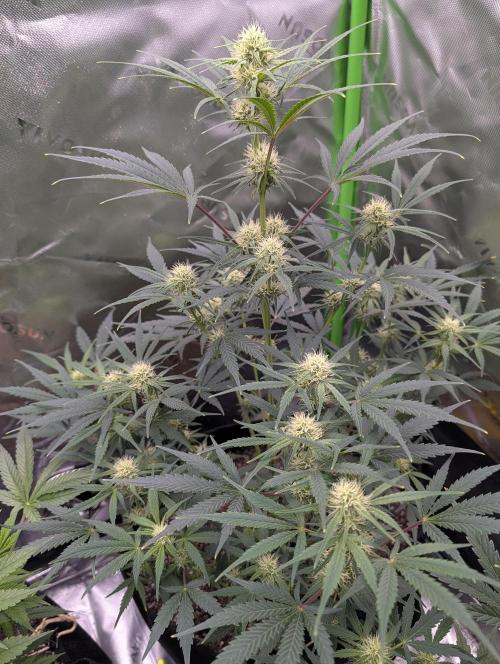New tent setup 1st run. Week 7