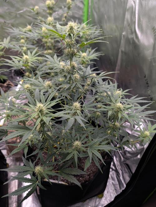 New tent setup 1st run. Week 7