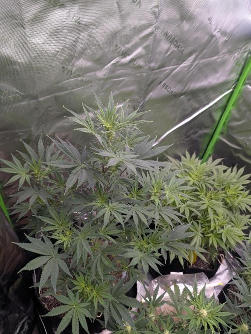 New tent setup 1st run. Week 7