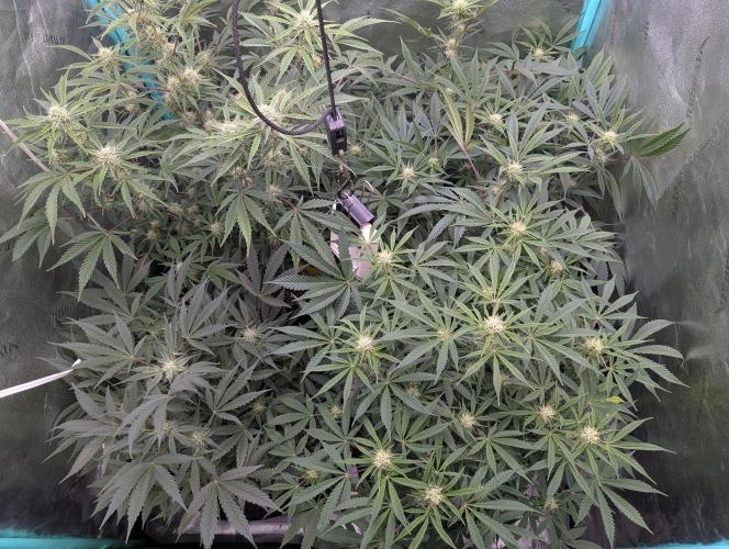 Milk & Qookie Smasher 1st run. Week 8