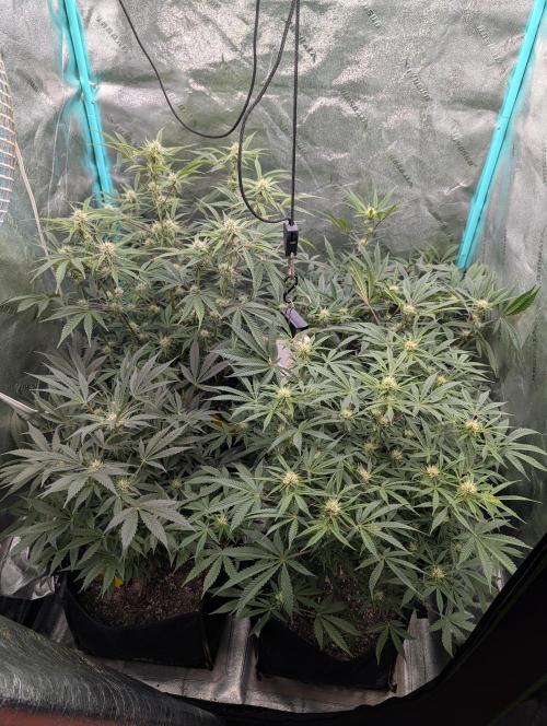 Milk & Qookie Smasher 1st run. Week 8