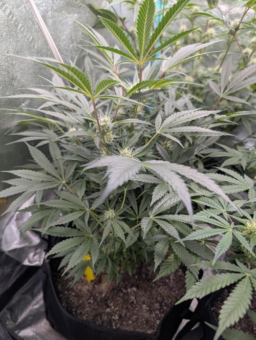 Milk & Qookie Smasher 1st run. Week 8