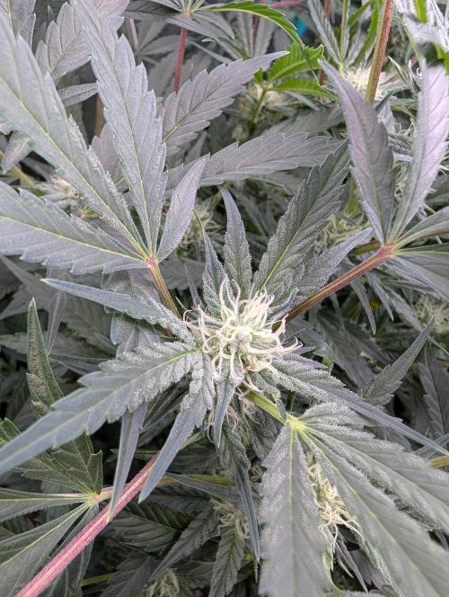 Milk & Qookie Smasher 1st run. Week 8