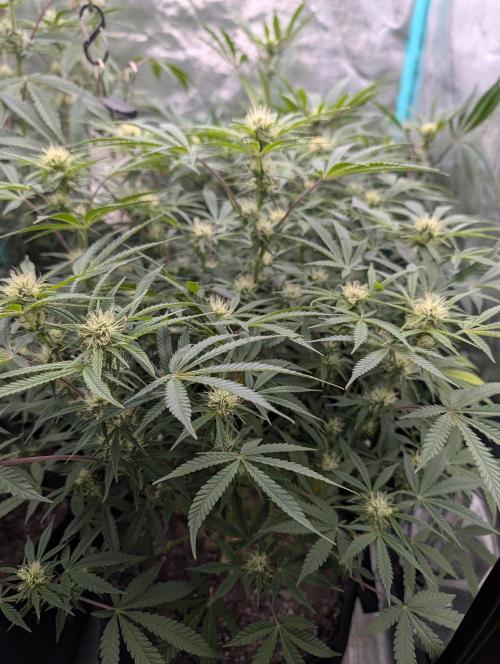 Milk & Qookie Smasher 1st run. Week 8