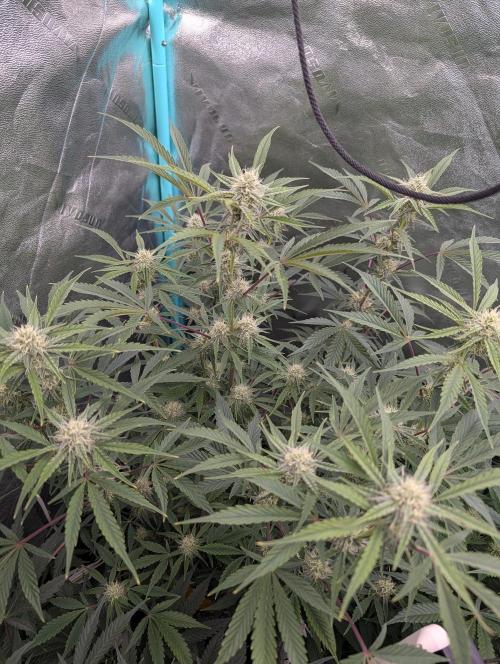 Milk & Qookie Smasher 1st run. Week 8
