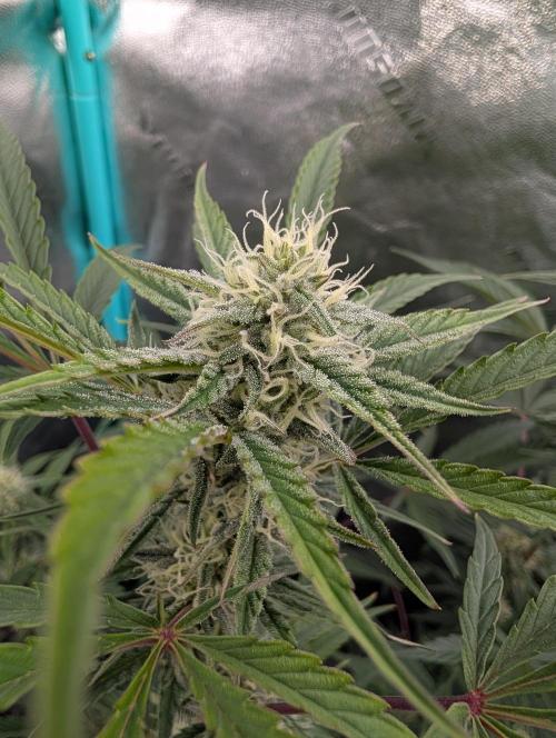 Milk & Qookie Smasher 1st run. Week 8