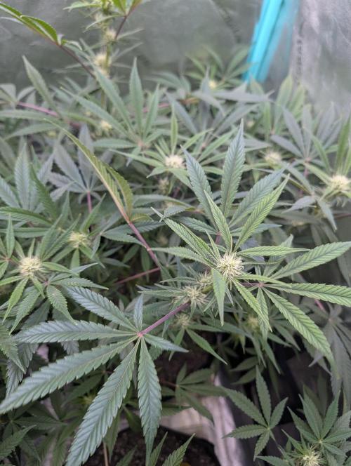 Milk & Qookie Smasher 1st run. Week 8