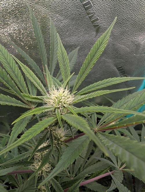 Milk & Qookie Smasher 1st run. Week 8