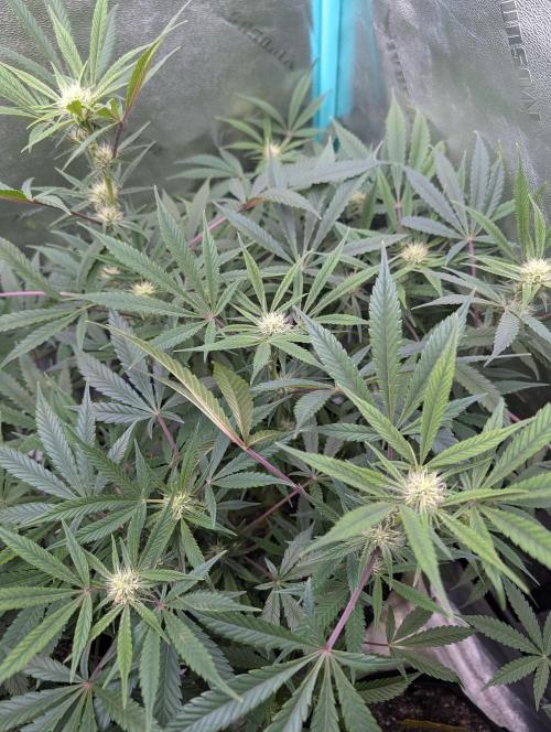 Milk & Qookie Smasher 1st run. Week 8